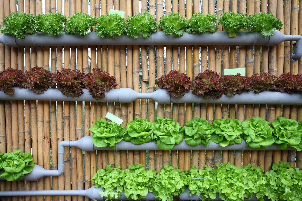 Hydroponic Lettuce Wall